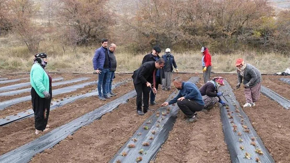 cilek-uretiminde-erzincan-oncu-olacak