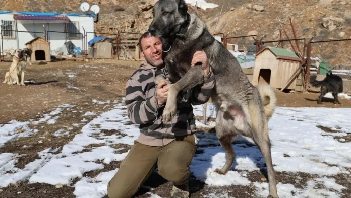 kangal-kopegi-kurdu-nasil-avliyor