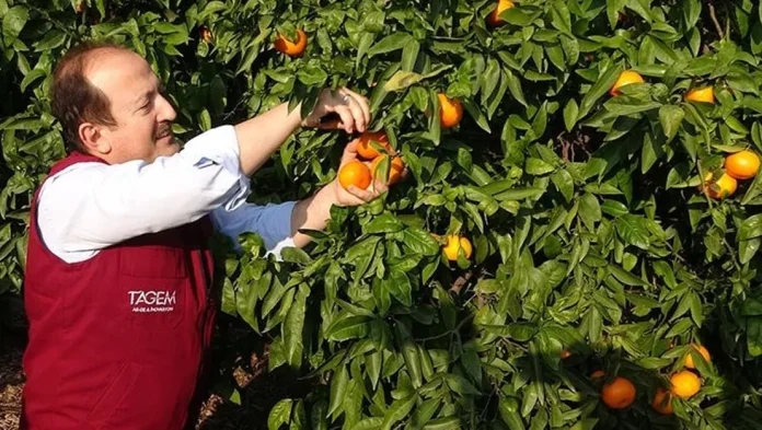 mersin-de-yeni-muz-ve-mandalina-cesitleri-tescillendi