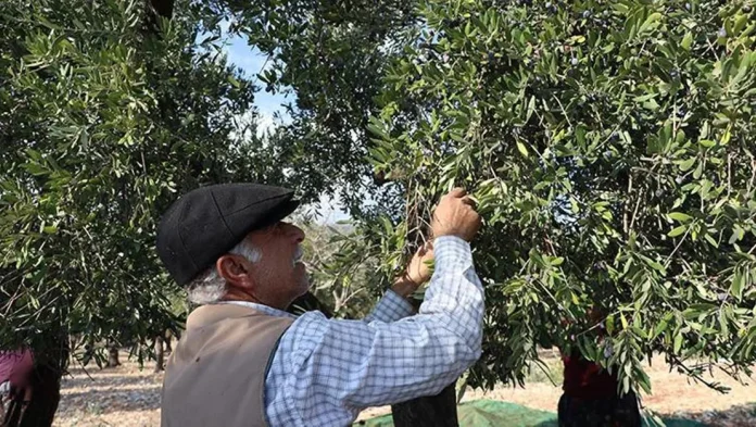 kahramanmaras-ta-zeytin-hasadi-basladi