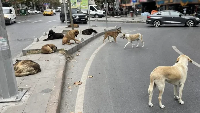 basibos-kopekler-beyaz-kanser-riski-tasiyor