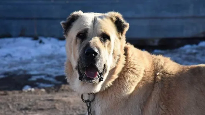 kangal-sevdasini-safkan-uretime-donusturdu