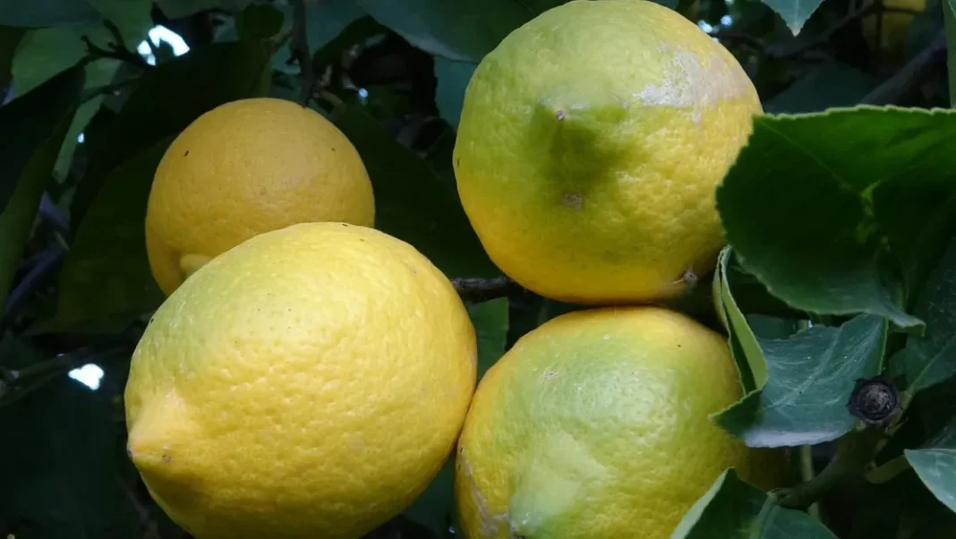 limon-ihracati-8-nisan-da-durduruluyor