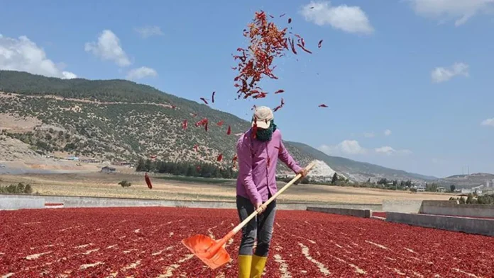 islahiye-pul-biberi-50-ulkeye-ihrac-edildi