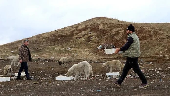 sokak-hayvanlarina-balikla-destek-saglayan-is-insani