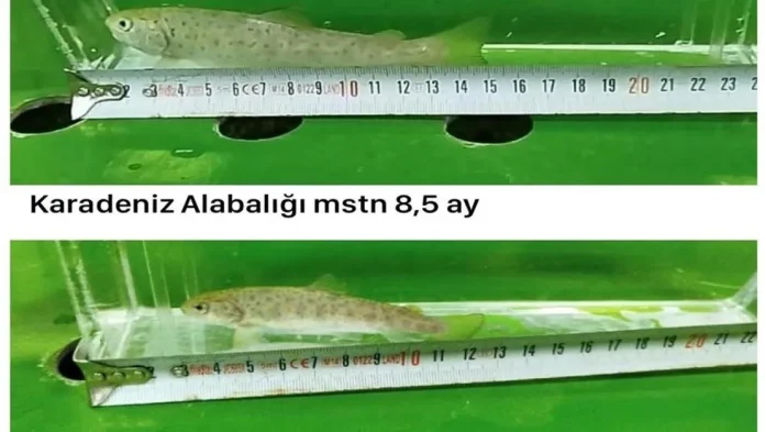 erzurum-da-hizli-buyuyen-mutant-alabalik-uretildi