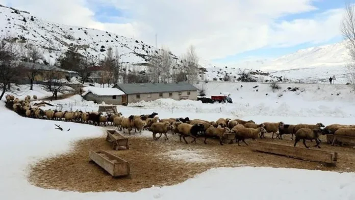 erzincan-da-kuzular-biberonla-besleniyor