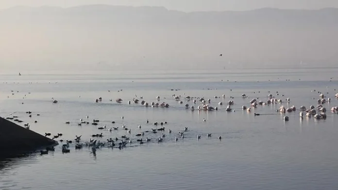 izmit-korfezi-nde-artan-flamingo-sayisi