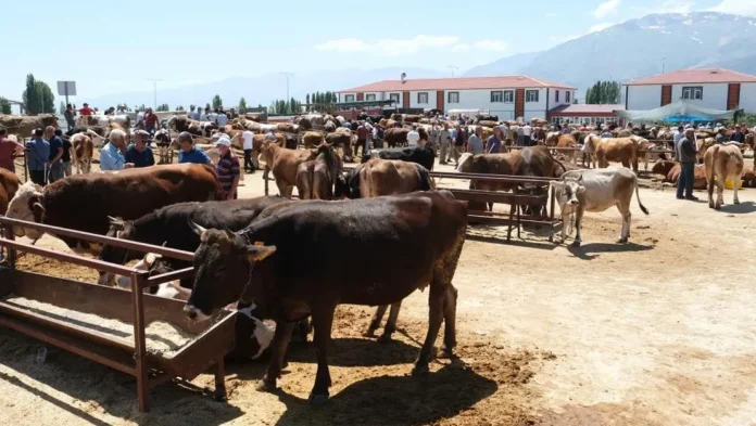 erzincan-hayvan-pazarinda-sap-karantinasi-basladi