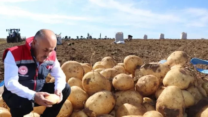 sivas-ta-lezzetli-patates-uretimi-artiyor